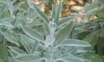 Sauge officinale Salvia officinalis L.